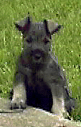 Ace is posing again! :)