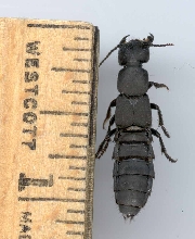 black insect