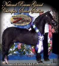 Little Kings LF Buckeroo Zorro