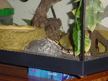 resting head