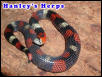 Tricolor Hognose