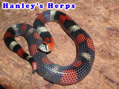 Tricolor Hognose