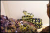 Jungle Carpet Python