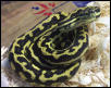 Striped Female JCP