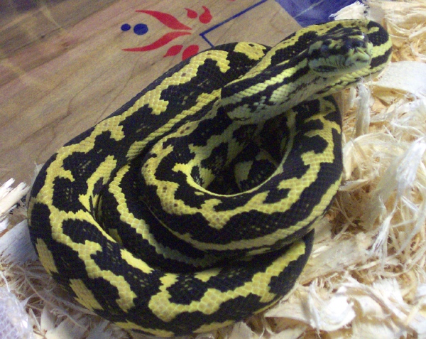 Striped Female JCP