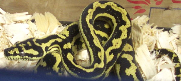 Striped Female JCP