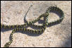 Leary and VPI females