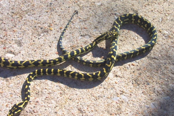 Leary and VPI females