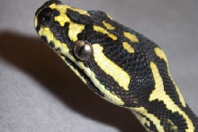 Leary Head