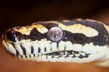 eye pic