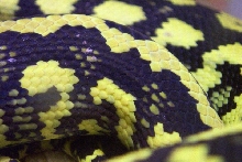 Striped close up 1