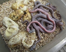 Striped Motleys