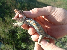 Collared from Russell County, KS