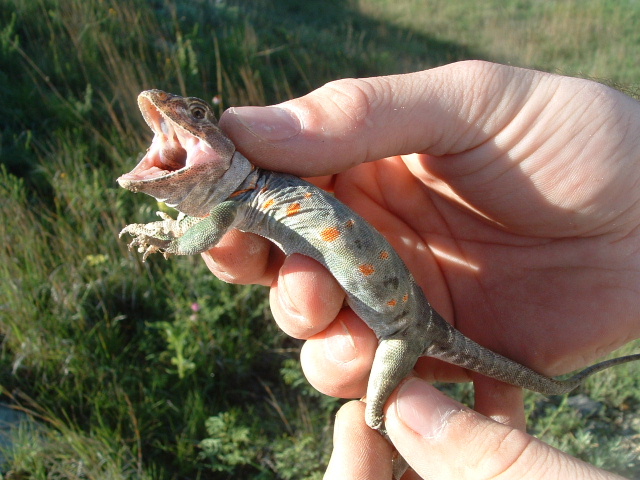 Collared from Russell County, KS