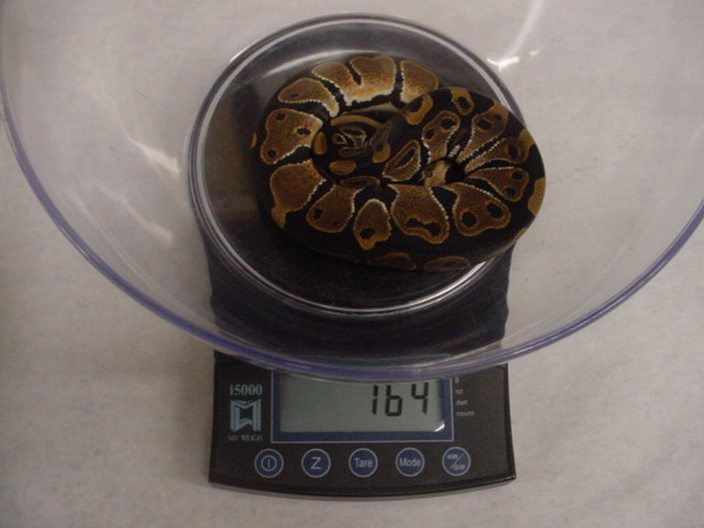 pied het1.0
