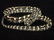 Black & White (aka Ivory) Male Jungle Carpet