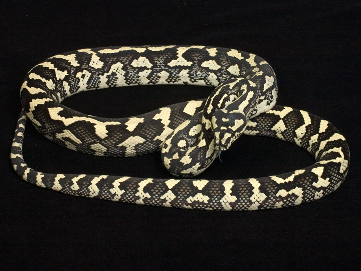 Black & White (aka Ivory) Male Jungle Carpet