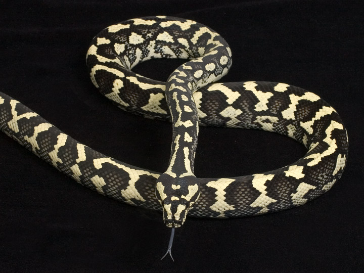 Black & White (aka Ivory) Male Jungle Carpet