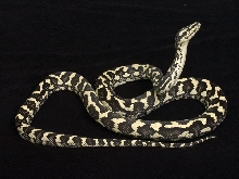 Black & White (aka Ivory) Male Jungle Carpet