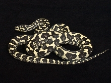 Black & White (aka Ivory) Male Jungle Carpet