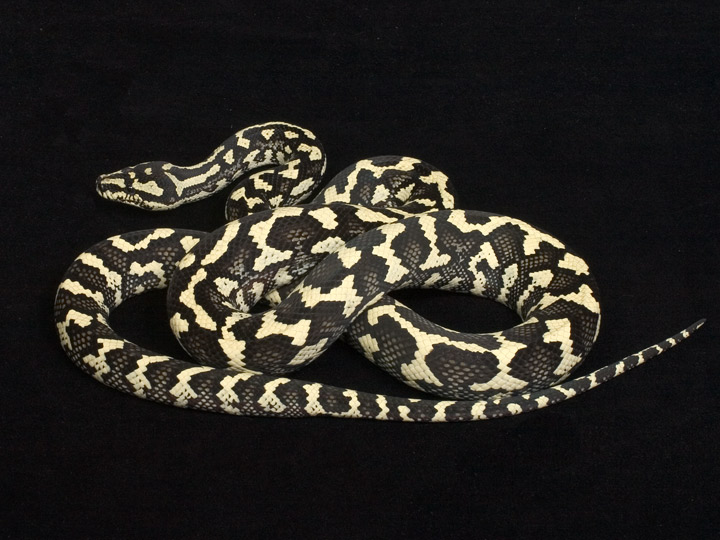Black & White (aka Ivory) Male Jungle Carpet