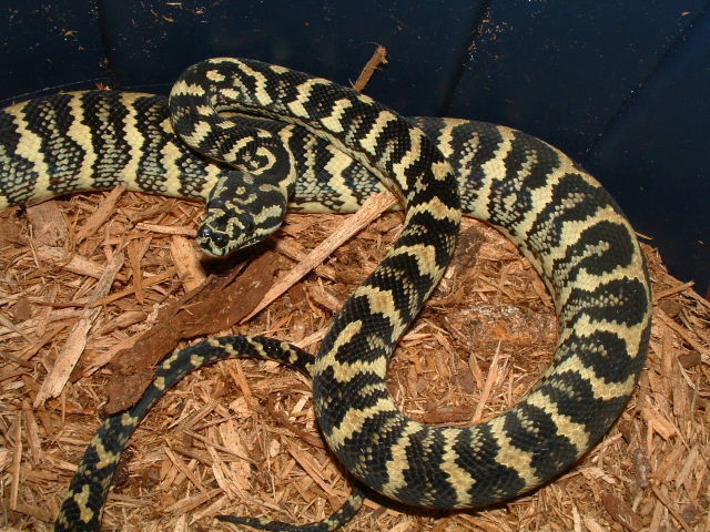 '04 Female Jungle from Will Leary