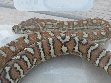 Bredli female