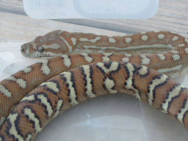 Bredli female