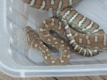 Bredli female