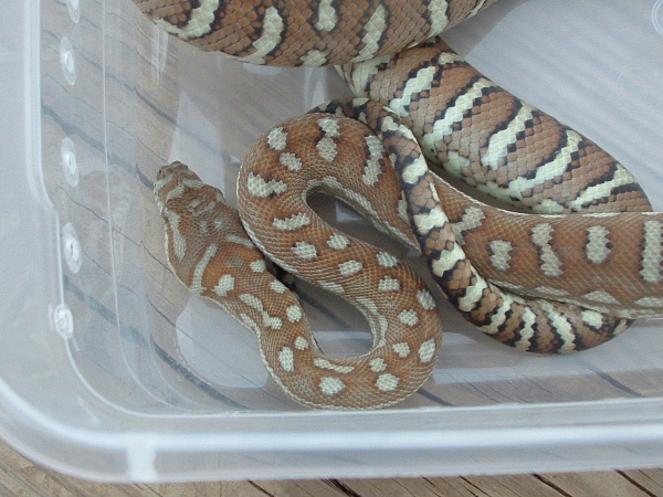 Bredli female