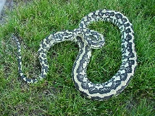 Mother Ivory