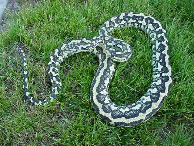 Mother Ivory