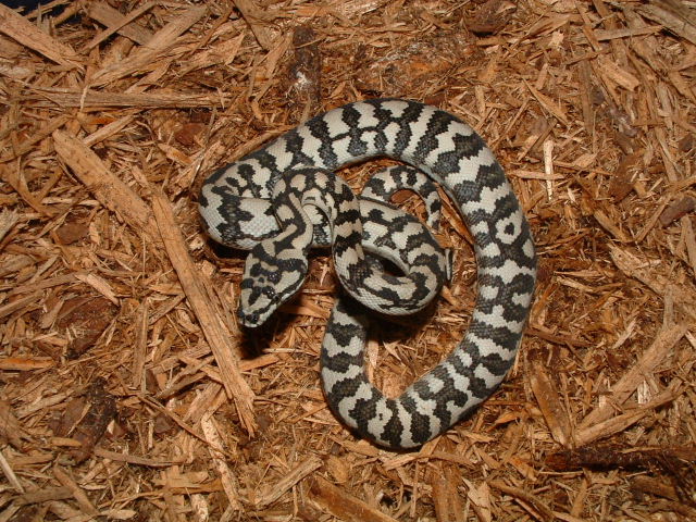 '05 Ryan Young Ivory Female