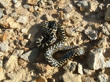 Speckled King from Russell Co, KS