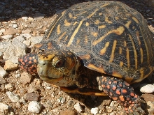 Ornate Box Turtle from Russell Co, KS