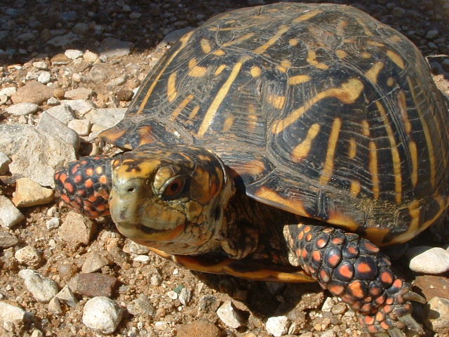 Ornate Box Turtle from Russell Co, KS