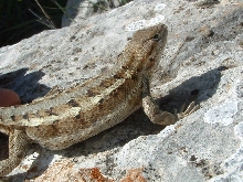 Northern Prairie Lizard from Russell Co, KS