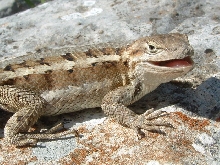 Northern Prairie Lizard from Russell Co, KS