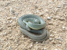 Yellow Bellied Racer from Russell Co, KS