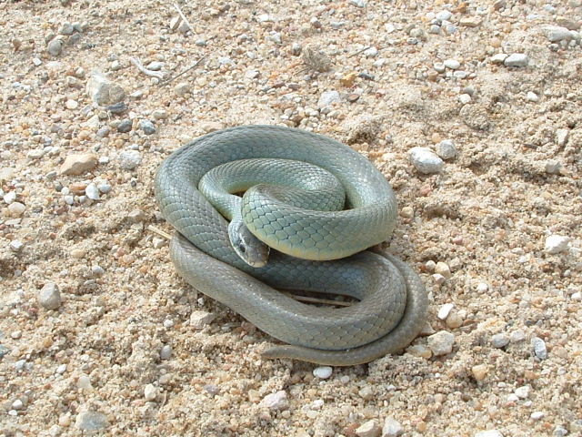 Yellow Bellied Racer from Russell Co, KS