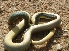 Yellow Bellied Racer from Russell Co, KS