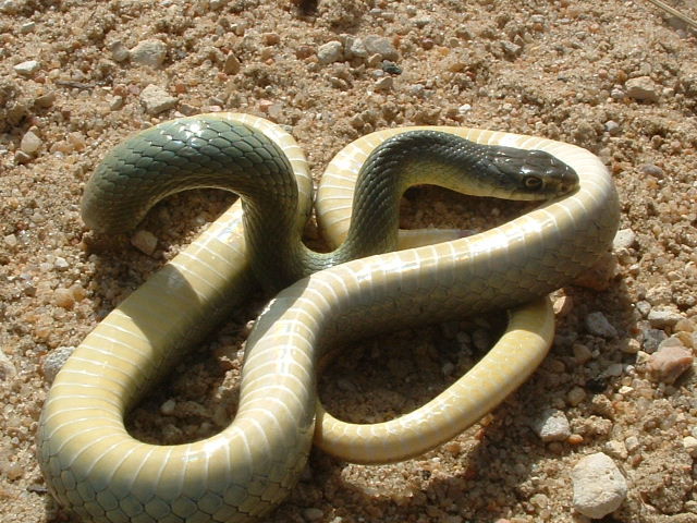 Yellow Bellied Racer from Russell Co, KS