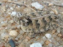 Texas Horned Lizard from Russell Co, KS