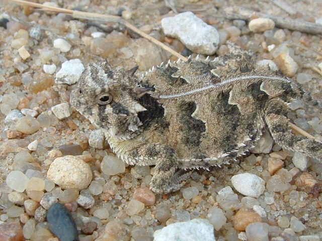 Texas Horned Lizard from Russell Co, KS