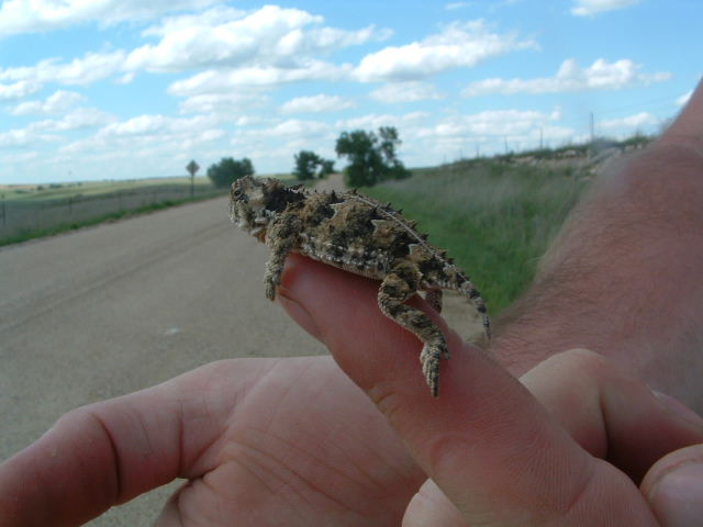 Texas Horned Lizard from Russell Co, KS