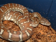 '04 Female bredli