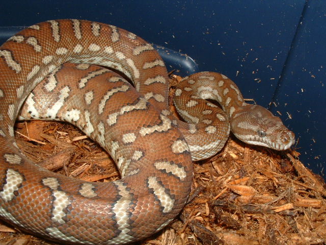 '04 Female bredli