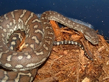 '04 Female bredli
