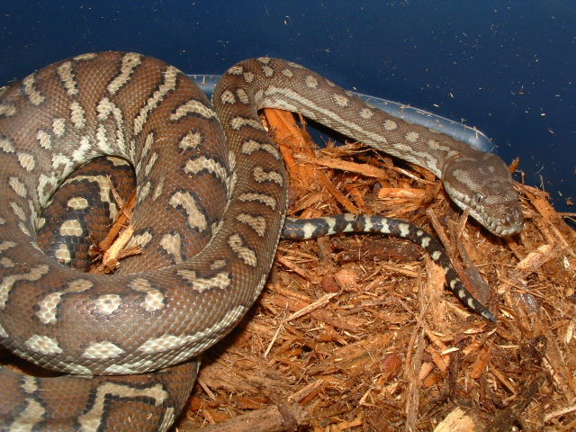 '04 Female bredli