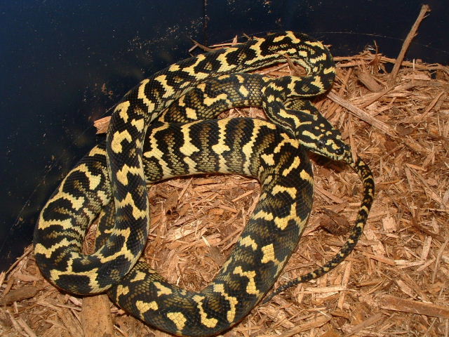 '04 Male Jungle from Will Leary